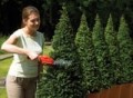 BLACK+DECKER NOŻYCE DO ŻYWOPŁOTU   3,6V GSL300 15cm - 1918154