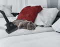 Odkurzacz Hoover HP322PET 011 Bezworkowy z mocą 850 W i pojemnością na kurz 2 L w kolorze czarnym - 2426047