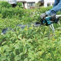 Makita DUH606Z urządzenie elektryczne do strzyżenia żywopłotów Podwójne ostrze 2,2 kg - 2591774