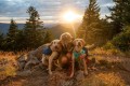 Plecak dla psa Ruffwear Front Range Day Pack - blue moon rozmiar: xs - 2688424